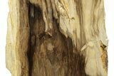 Polished, Petrified Wood (Metasequoia) Stand Up - Oregon #263736-2